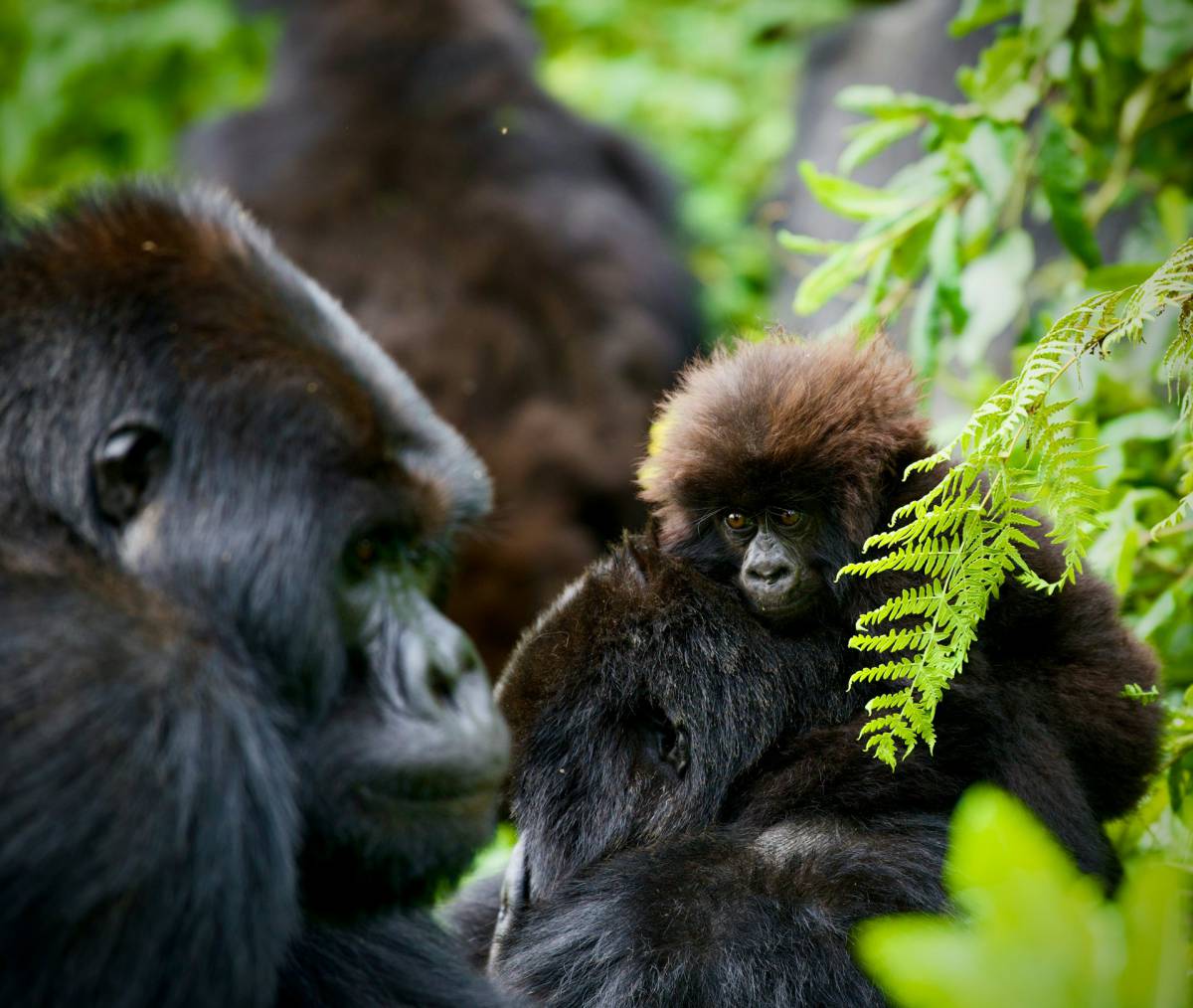 Chimpancés y Gorilas