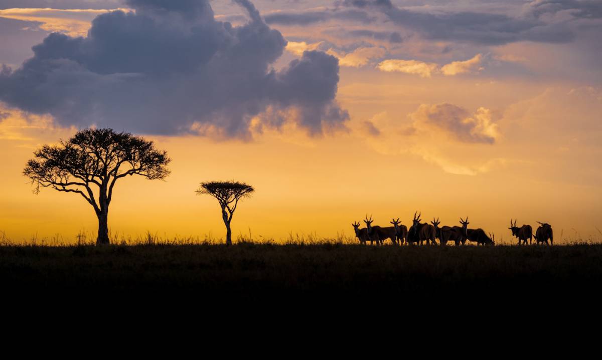 Masai Mara – Nairobi – Salida