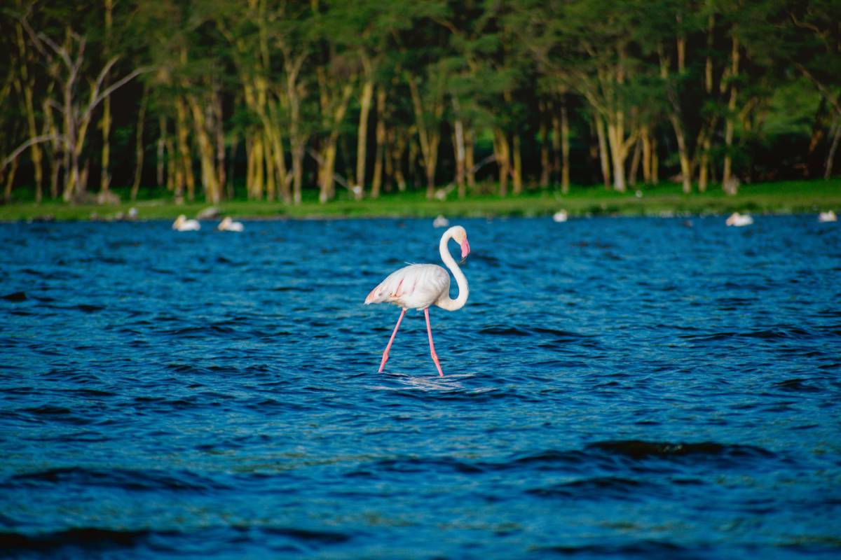 Aberdare – Lago Naivasha