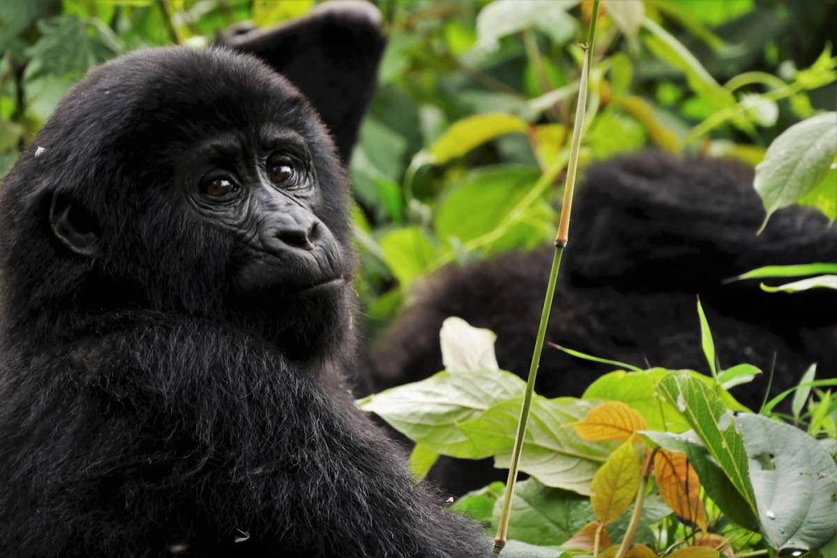 Trekking de Chimpancés en Kibale