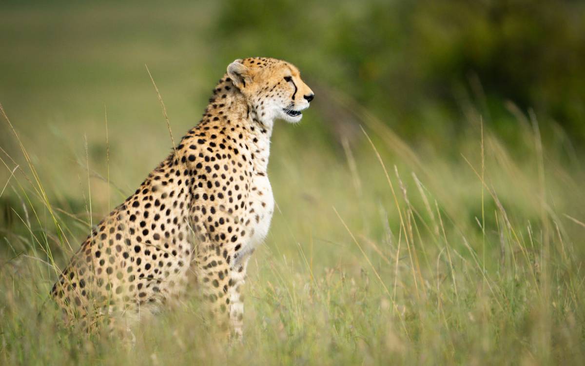 Nairobi – Parque Nacional Aberdare