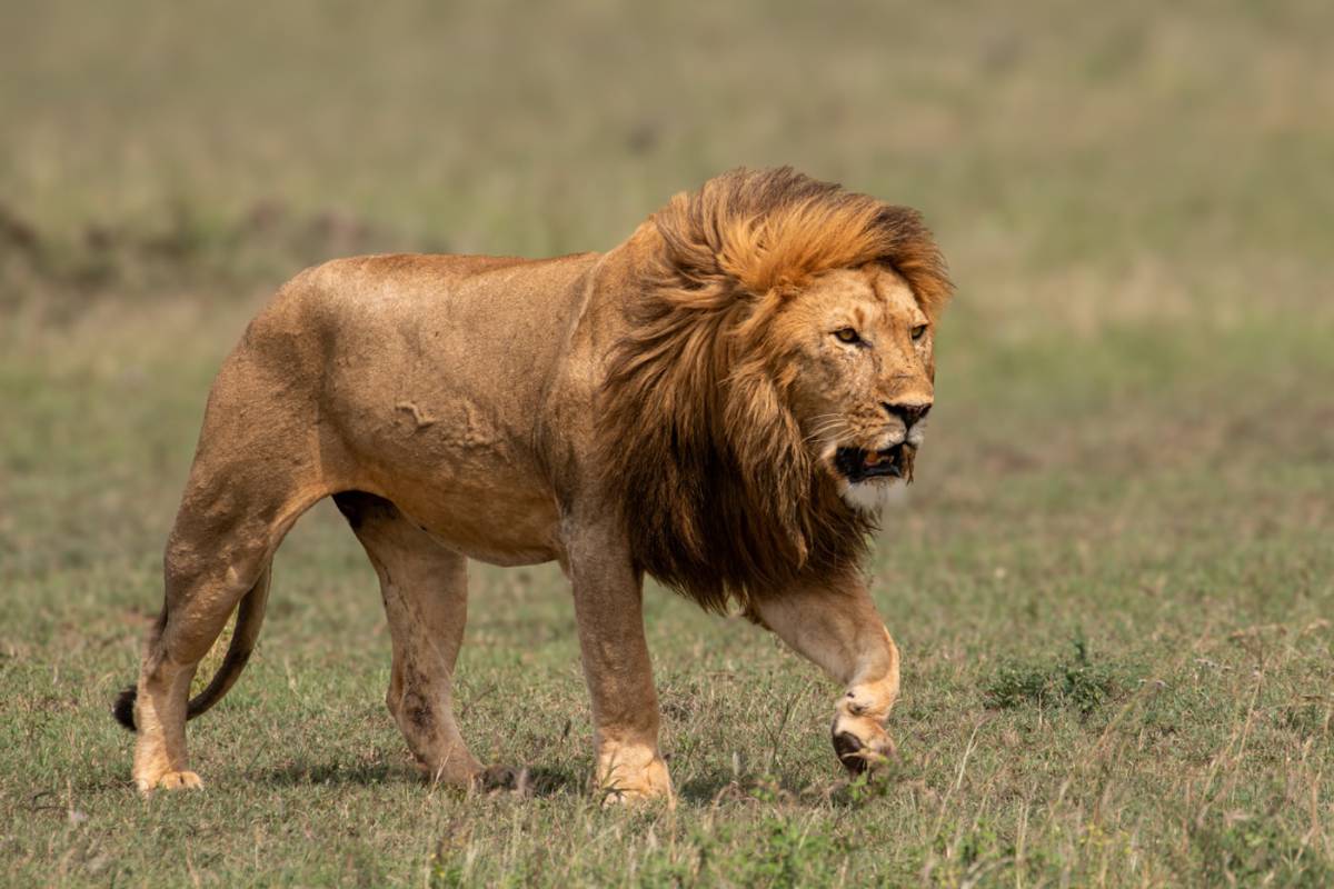 Lago Naivasha – Reserva Masai Mara